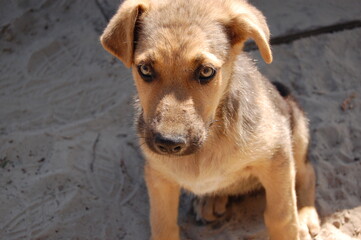 Dog puppy close-up on sand background. Pets. Homeless animals. Protection of animals