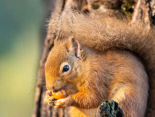 Close up of a hungry little scottish red squirrel eating a nut in the forest