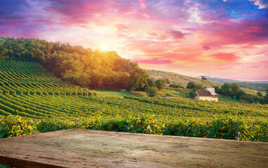 Ripe wine grapes on vines in Tuscany, Italy. Picturesque wine farm, vineyard. Sunset warm light....