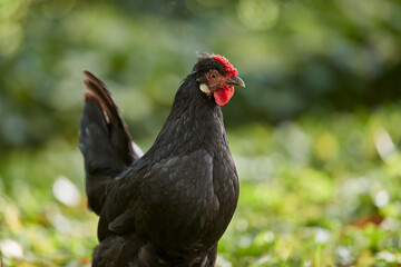 Close up of black chick free range in garden