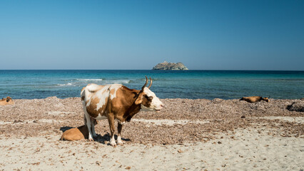 Photography of Cala and Barcaggio beach with cows on the beach and turquoise waters in Cap Corse