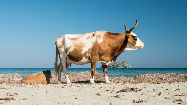 Photography of Cala and Barcaggio beach with cows on the beach and turquoise waters in Cap Corse