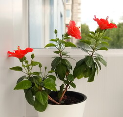 Blooming beautiful red hibiscus flower in a pot on the windowsill counter against the window. Homemade Chinese rose.