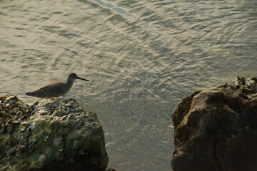 White and gray willet Catoptroriphorus semipalmatus looking right on rocks in lower section looking at bright blue water with small ripple waves and sun reflections. Horizontal with room for copy.