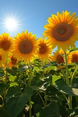 Fototapeta premium Sunflowers standing tall, their golden faces following the sun's path across the sky