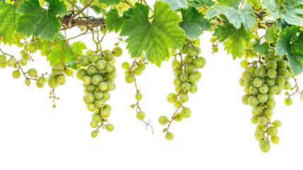 green grape plant and fruit PNG transparent background