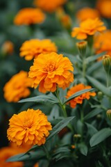 Vibrant orange marigolds, often seen adorning festive gardens