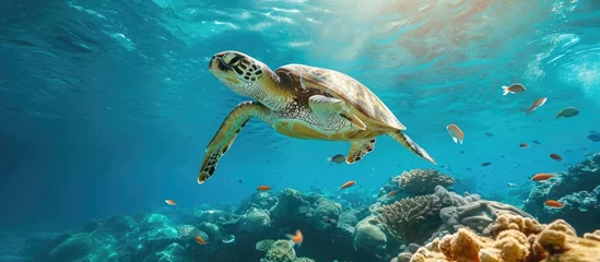 Poster Underwater photography of adorable sea turtle and swimming fish, capturing aquatic wildlife. © 2rogan