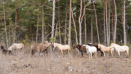 Obraz na płótnie Canvas A herd of horses in the landscape. Estonian native horses (Estonian Klepper) standing in the coastal meadow. Selective focus.