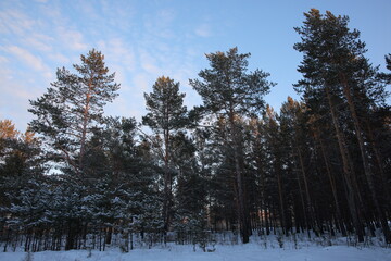 Fototapeta premium dense pine forest on a winter evening 