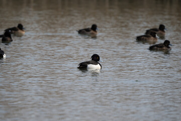 キンクロハジロ