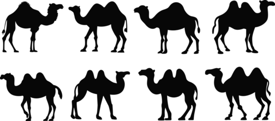 Foto op Plexiglas Set of camel silhouettes. Vector illustration © VYCstore
