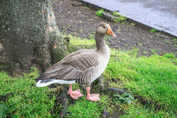 A Graceful Goose Amidst Greenery