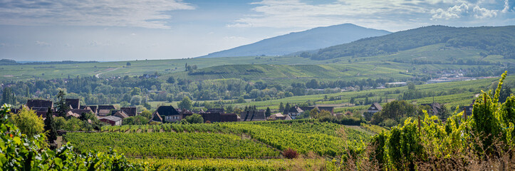 Fototapeta na wymiar Mittelbergheim, France - 09 10 2020: Alsatian Vineyard. Panoramic view of vine fields along the wine route and a village behind.