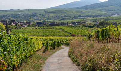Fototapeta na wymiar Mittelbergheim, France - 09 10 2020: Alsatian Vineyard. Panoramic view of vine fields along the wine route and a village behind.