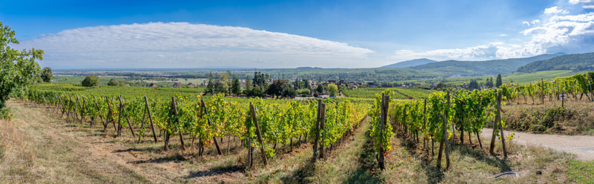 Mittelbergheim, France - 09 10 2020: Alsatian Vineyard. Panoramic view of vine fields along the wine route .