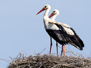 Storchpärchen im Nest