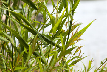 Close-Up of Lush Green Reed Grass Growing Wild Along Riverbank with Blurred Water Background and Sunlight Glistening on Slender Green Reeds, Creating a Serene and Refreshing Natural Landscape Scene