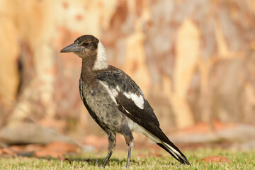 Australian magpie (Gymnorhina tibicen) a medium-sized bird with dark plumage, the animal stands on the grass in the park.