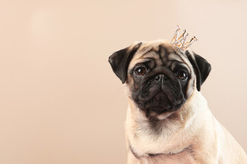 A cute pug with a crown on his head. A pug puppy on a beige background. The crown is yellow. Copy space.