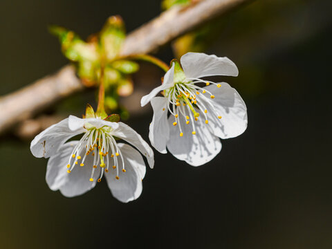 Apfelbl&uuml;te im Fr&uuml;hling