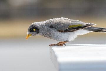 Noisy miner (Manorina melanocephala) small bird, animal sits on the edge of a table in a city park.
