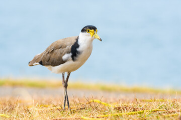 Masked lapwing (Vanellus miles) a medium-sized bird, the animal walks on dry grass on the river bank.