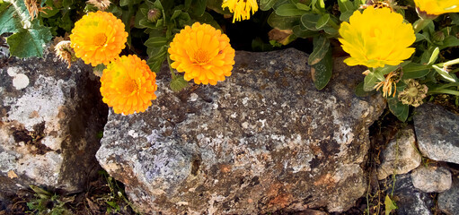 Marigolds (Calendula officinalis) and thistle (Silybum marianum) in the patio of a town house....