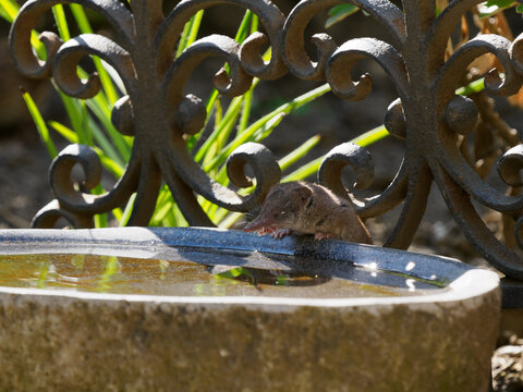Garten, V&ouml;gel, Fauna, Natur, Wasser, Tier, Naturschutz, Garten, S&auml;ugetiere, Insektenfresser, Futterstelle, Soricidae, R&uuml;ssel, Blind, Fleischfresser, Regenw&uuml;rmer, Hantavirus, Sommer, Bornavirus, Fell