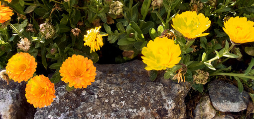 Marigolds (Calendula officinalis) in the patio of a town house. Detail plan in stone planter.