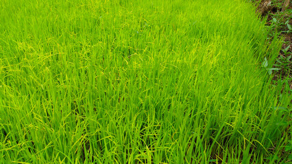 Rice plant seeds that are still young and fresh green