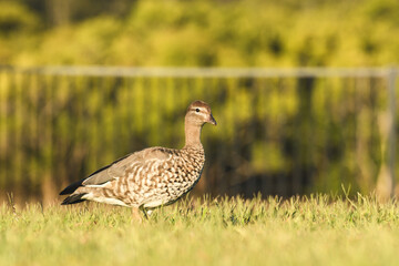 Australian wood duck (Chenonetta jubata) female medium size water bird, animal stands on green grass in the park.