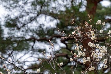 梅　花　満開