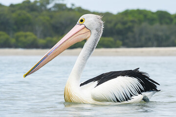 Australian pelican (Pelecanus conspicillatus) a large water bird with a large beak, the animal swims on the river close to the sandy shore.