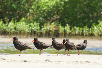 Black oystercatcher (Haematopus bachmani) a medium-sized bird with dark plumage with a red beak,...