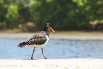 Eurasian oystercatcher (Haematopus ostralegus) a medium-sized bird with dark plumage with a red...