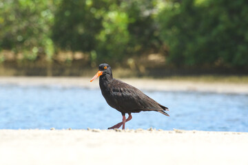 Black oystercatcher (Haematopus bachmani) a medium-sized bird with dark plumage with a red beak, the animal stands on a sandy beach on the bank of the river.