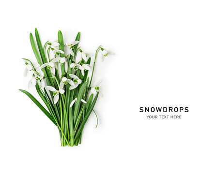 Snowdrop flowers bouquet isolated on white background.