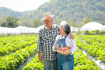 Elderly Asian couple working as farmers happy smile Growing strawberries organically. Agricultural concept. Fresh fruit, sweet flavor