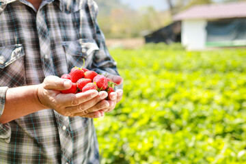 An elderly male farmer picks strawberries in his hands. It is in an outdoor cultivation plot....