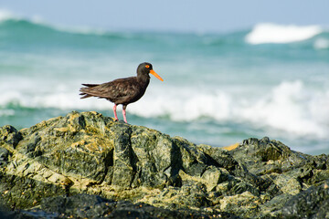 Black oystercatcher (Haematopus bachmani) a medium-sized bird with dark plumage with a red beak,...