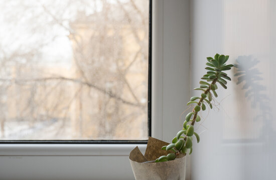 Geilwuchs-Bilder: Stock-Fotos & -Videos. | Adobe Stock