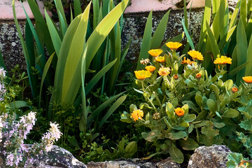 Marigolds (Calendula officinalis), immortelles (Sempervivum), lilies (Iris), rosemary (Salvia...