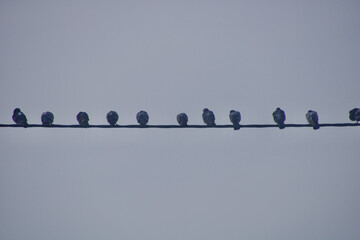 Birds sitting and lined up on an electricity line with the sky in the background.