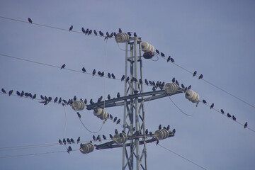 Dozens of birds perched on the lines of a high voltage pole, all enjoying the warmth of the sun.