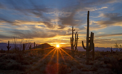 Desert Sunrise Sunrays Shining Down On Desert Floor With Cactus Silhouetted 