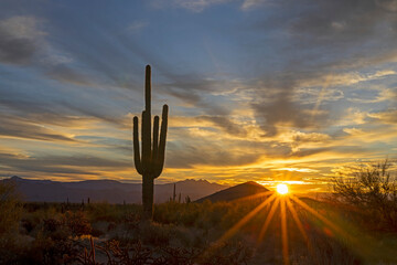 Southwest Desert Sunrise With Sagauro Cactus And Sunrays