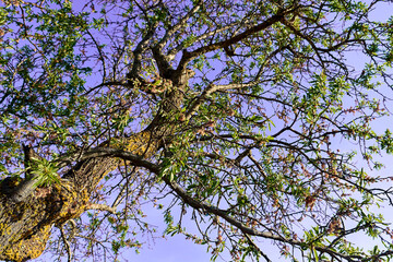 Almond tree in the patio of a town house. Low angle shot of almond blossoms.