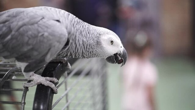 Gray Macaw Parrot sits on a cage. Parrot eats pine nuts. Wild animal in zoo