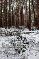 Forest's Winter Harvest: Snow-Capped Log Pile